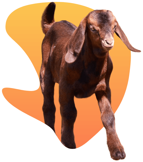 Калахарские кразные козы