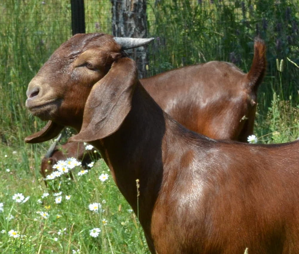 Калахарские красные козлята - Джуманджи