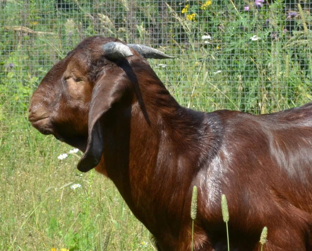 Калахарские красные козлята - Конго